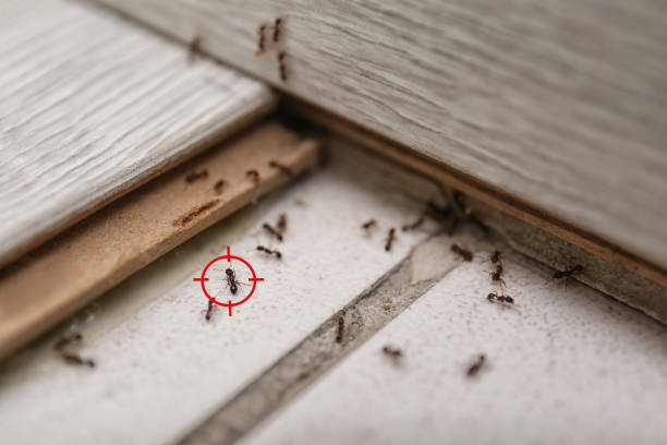 Best Termite Control Services  in Myrtletown, CA