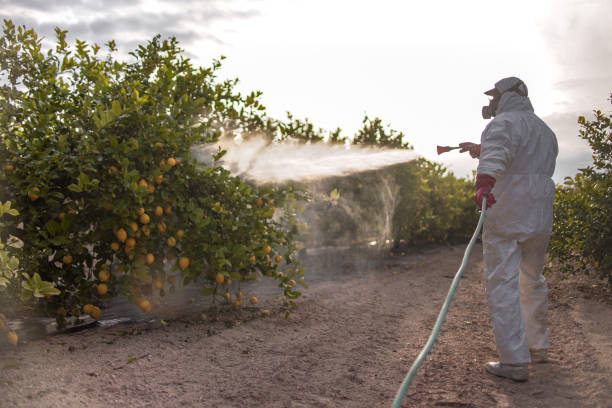Best Rat Extermination Near Me  in Myrtletown, CA